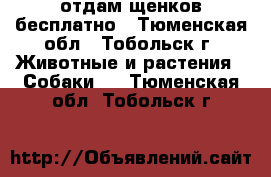 отдам щенков бесплатно - Тюменская обл., Тобольск г. Животные и растения » Собаки   . Тюменская обл.,Тобольск г.